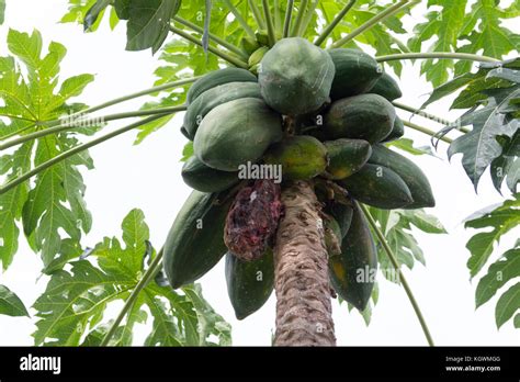 papaya tree with of the plant disease. papaya fruit on tree not ready ...