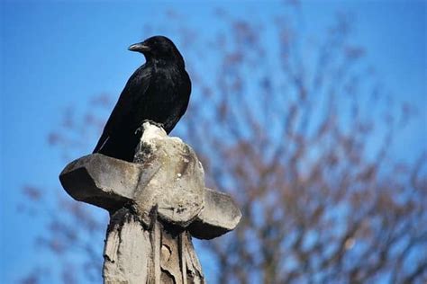 Crow Territorial Behavior: Why do crows fight each other?