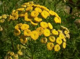 Herbs-Treat and Taste: TANSY: HEALTH BENEFITS AND USES OF TANSY AND ...