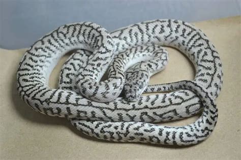 15 Cool Carpet Python Morphs With Pictures