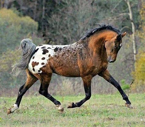 Appaloosa Blanket