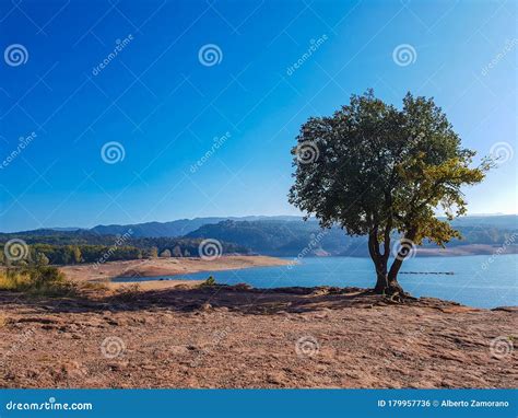 Swamp in Sau Reservoir, Catalonia, Spain Stock Photo - Image of catalan ...