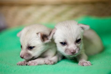 Fennec Fox Babies Are Born - Vetstreet | Vetstreet