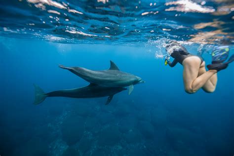 Waianae Whale Watching Tour on Oahu - Oahu Dolphin Swim