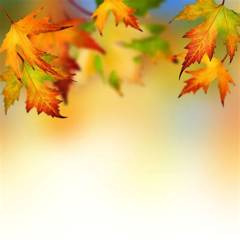 🔥 [42+] Fall Leaves Wallpapers Backgrounds | WallpaperSafari