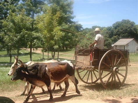 Pin em CARROS DE BOI CARROÇAS E CARRUAGENS