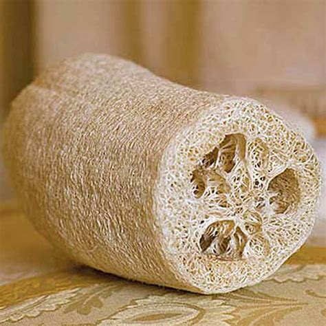 How to Plant, Grow, and Harvest Loofah Sponges
