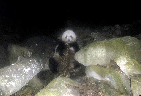 Panda Eats An Antelope: Chinese Bear Caught Eating Meat (PICTURE)