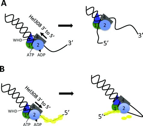 Models for Hel308 helicase mechanism either (A) unwinding a 3′ tailed... | Download Scientific ...