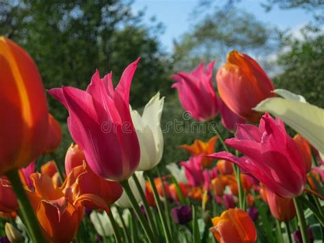 Long Stem Colorful Tulips Blooming Stock Image - Image of petal, long ...