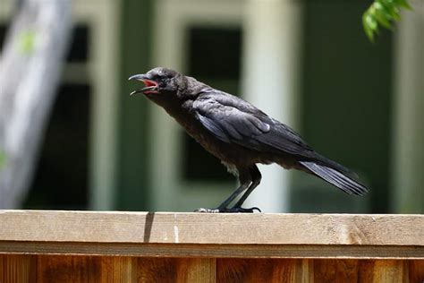 What Does It Mean When A Crow Caws at You? (12 Spiritual Meanings)