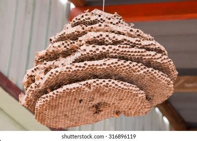 Selective Focus Giant Hornet Nest Stock Photo 316896119 | Shutterstock