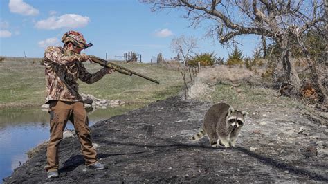 INSANE Daytime Raccoon Calling! (Coon Hunting) - YouTube