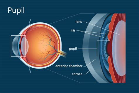 Eye Structures – Eye Care Center