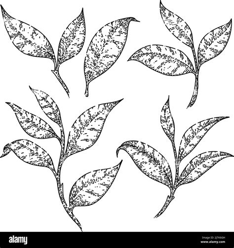 tea green leaf set sketch hand drawn vector Stock Vector Image & Art - Alamy