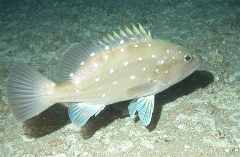 Grouper, Snowy - South Atlantic Fishery Management Council