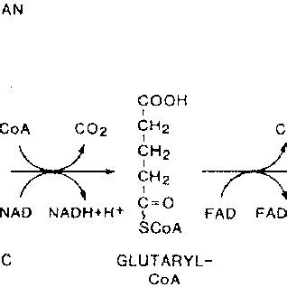 Microscopic pathology. Comparison of H&E brain sections from Gcdh À / À ...