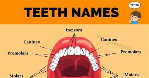 Teeth names!!! Your teeth and the structure of your mouth play important roles in your ability ...