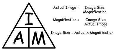 How Do You Calculate Magnification Image Size And Actual Size ...