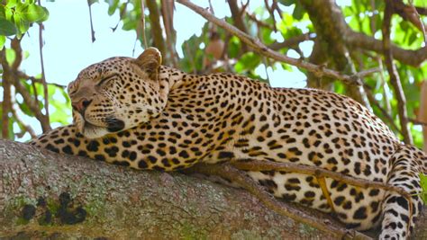 Leopard Sleeping in Tree; Maasai Stock Footage Video (100% Royalty-free) 21098935 | Shutterstock