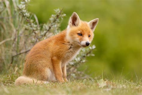 cute_fox_cub_by_thrumyeye-d85cjz2.jpg (1000×668) | lovely souls ...