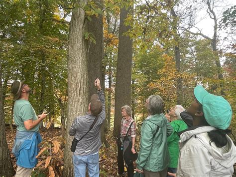 Hikers trek to Delaware’s lone adult American chestnut tree - WHYY