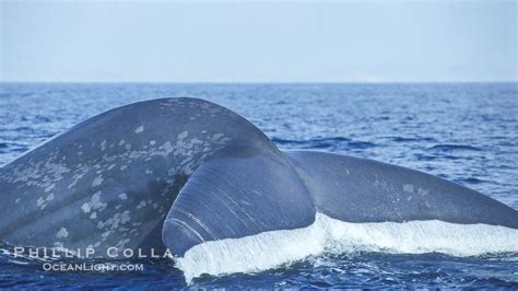 Blue whale, Balaenoptera musculus photo, San Diego, California