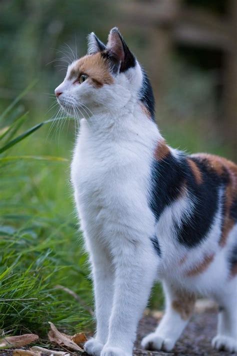 Common Calico Cat Breeds - Pets Lovers