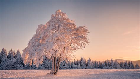 Snow Covered Trees In Snow Field During Daytime 4K HD Nature Wallpapers | HD Wallpapers | ID #42242