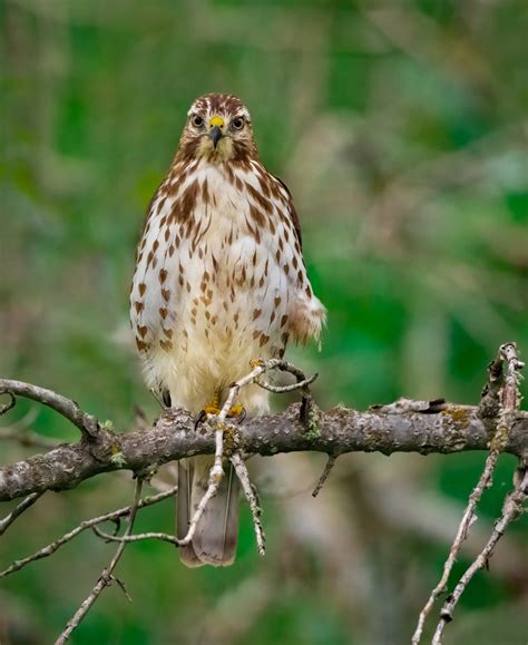 Broad-winged Hawk - Owen Deutsch Photography