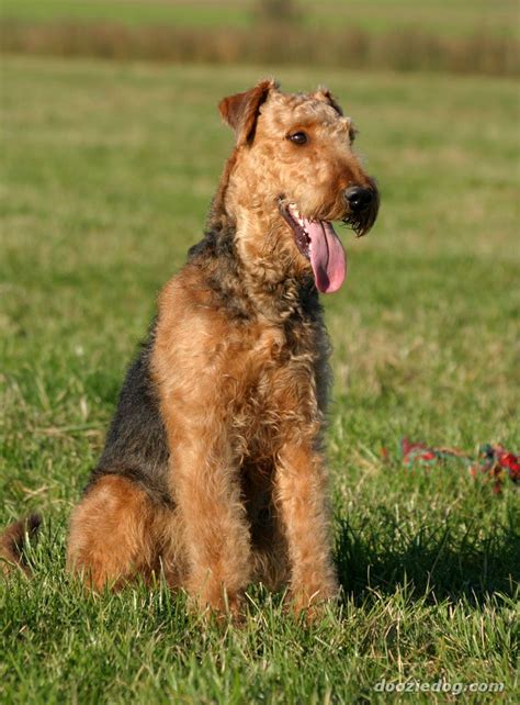 Airedale Terrier Puppies Picture - Cute and Funny Pet Wallpaper