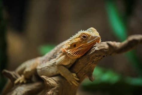 Handling Guide to Bearded Dragon Lizards