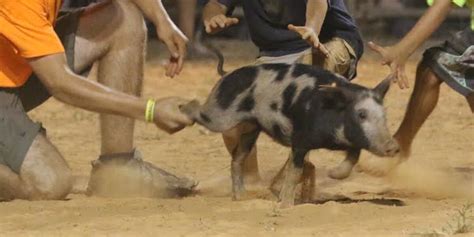 Annual Pig Chase Festival In Georgia Is Terrifying For The Animals - The Dodo