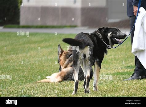 Joe biden dog champ hi-res stock photography and images - Alamy