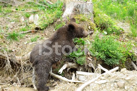 Brown Bear Cub Stock Photo | Royalty-Free | FreeImages