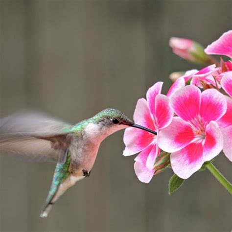 a hummingbird hovers near pink flowers