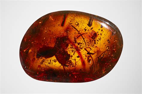 11 detailed photos of amber fossils from AMNH | Popular Science