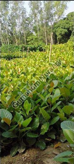 Bargad Plant, Color : Green at Rs 15 in Lucknow - ID: 6028072 | Gumshum ...