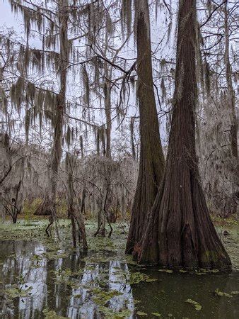 Cajun Country Swamp Tours (Breaux Bridge) - 2020 All You Need to Know ...