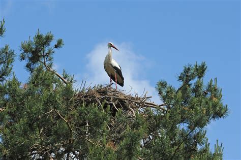 Watch a live feed of this stork family that just returned to Lithuania ...