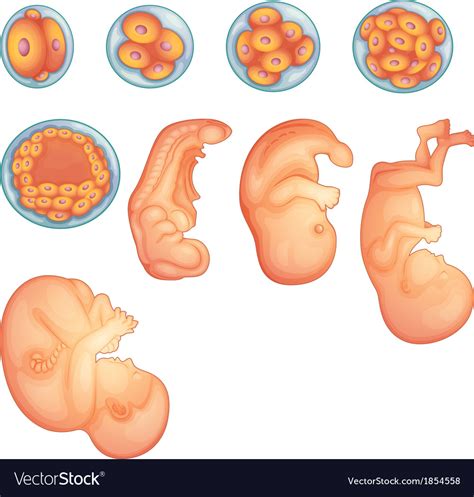 Stages in human embryonic development Royalty Free Vector