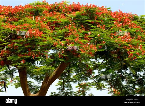 Royal Poinciana Tree Stock Photo - Alamy