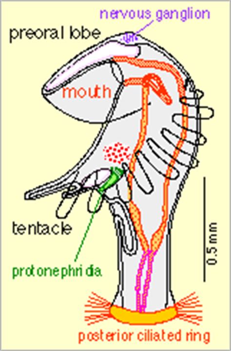 What is a phoronid?