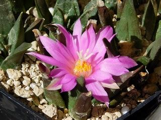 Ariocarpus hybrid | 3 and a half years old seedlings of an u… | Flickr