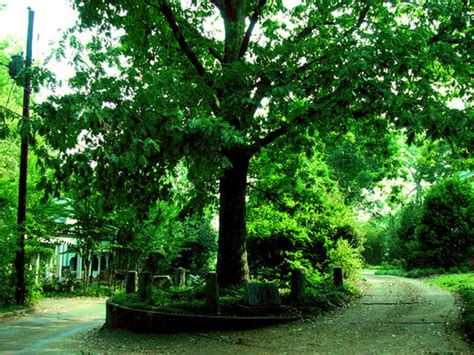 The Tree That Owns Itself – Athens, Georgia - Atlas Obscura