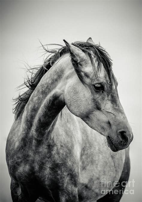 Arabian Horse Portrait in Black and White Photograph by Dimitar Hristov - Fine Art America