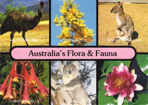 Organismos Regionales De Australia: Flora y fauna de Australia