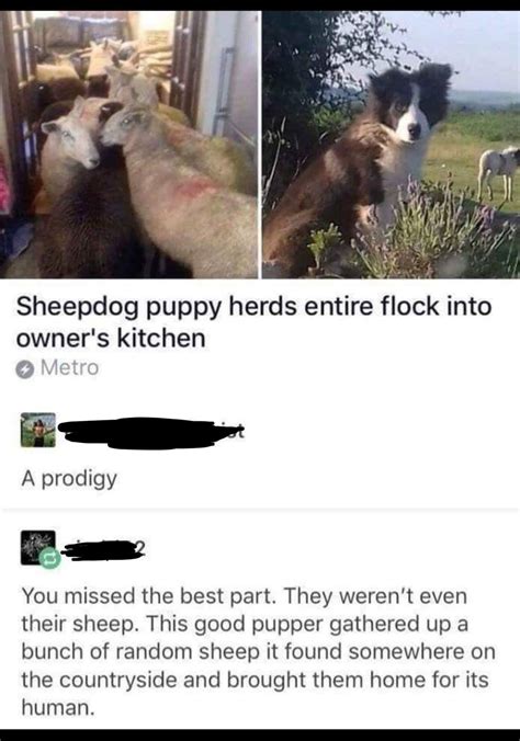 To herd sheep : r/therewasanattempt