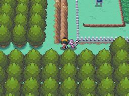 Pokemon HeartGold and SoulSilver - Headbutt Guide