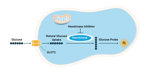 Glucose Uptake Assay Kits | Assay Genie